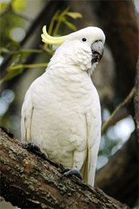 Cockatoo in a Tree