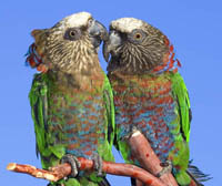 Hawkhead Parrots