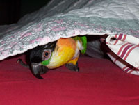 Caique Parrot Hiding!