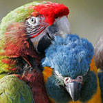 macaws150