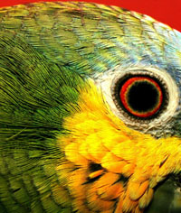 Amazing Amazon Eye