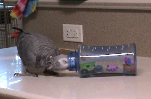 Recycled Water Bottle Foraging Parrot Toy
