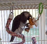 Parrot with Foraging Bread Toy