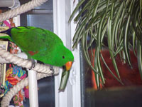 Ecelectus Parrot with indoor house Plants