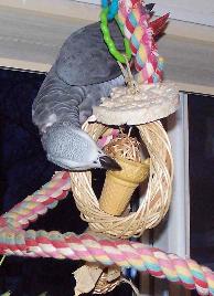 African Grey Parrot Enjoys a Rice Cake