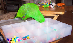 Parrot Foraging Toys