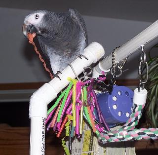 African Grey with Straw Toy