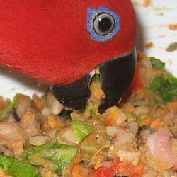 Changing Parrots Diet