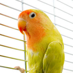 Choosing a Parrot Cage