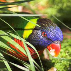 Parrots waste food when they forage