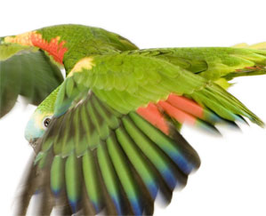 Clipping Parrots Wings