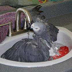 Controlling Parrot Feather Dust with Bathing