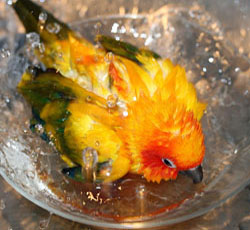 Good Hygiene for Parrots