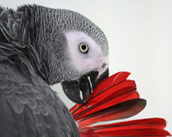 Parrot Mental Stimulation
