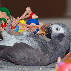 Parrot Brain Power