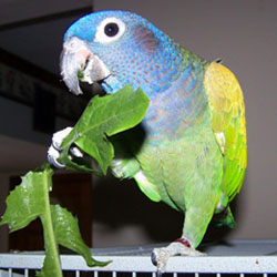 Parrot Food Safety