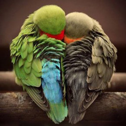Emoce papoušků