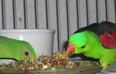 Sprouts are good for Parrots