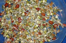 Sprouts for Parrots