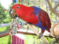 Eclectus Parrot Eating a Dandelion