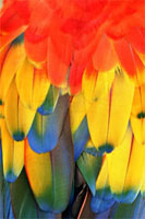 Macaw Feathers