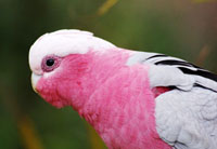 Rose Breasted Cockatoo