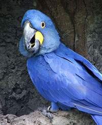 Hyacinth Macaw