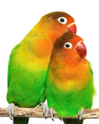 Fischer's Lovebirds