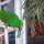 Plant Enrichment