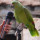 Training Your Bird to Talk