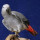 Giving Parrots the Attention they Deserve