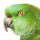 Understanding Your Bird's Body Language