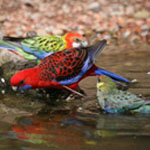 rosellas150