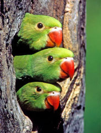 Nesting Conures