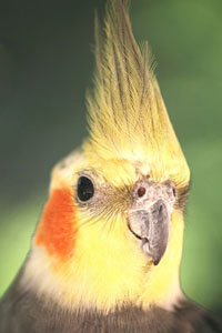 Cockatiel