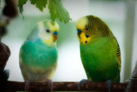 Parakeets