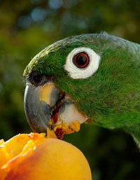 Conure Eats Peach