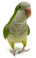 Quaker Parakeet