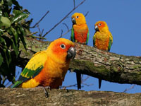 Outside Sun Conures