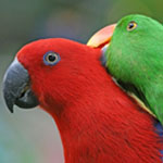 eclectus150