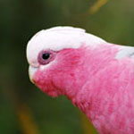 galah150