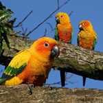 sunconures150