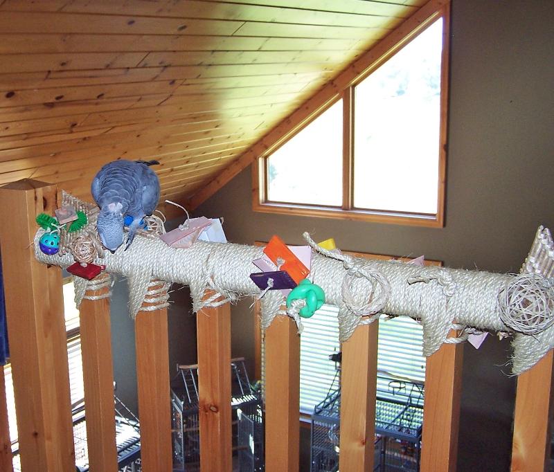 African Grey on Bannister Play Area