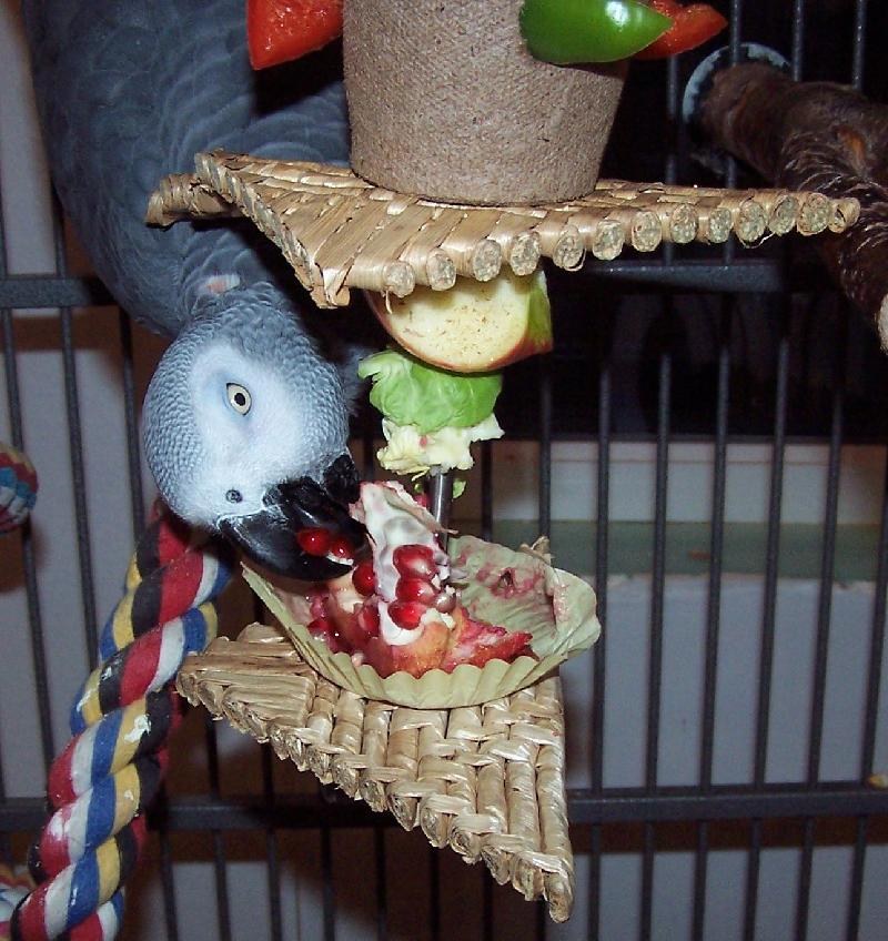 African Grey enjoying pomegranate seeds