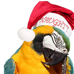 Christmas Parrot