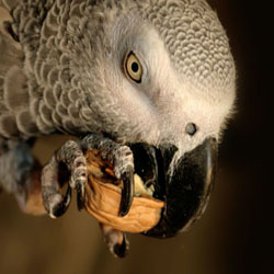 Training your Parrots with Treats