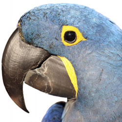 Hyacinth Macaw