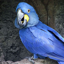 Hyacinth Macaw