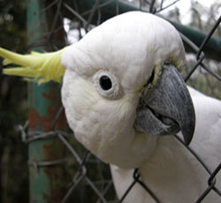 Parrot Cage Safety