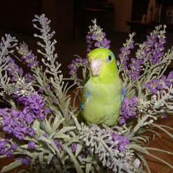 Safe Plants for Parrots